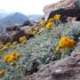 Rising species numbers on Europe's mountaintops may mask increasing losses of high-elevation plant specialists
