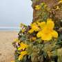 How an unassuming wildflower thrives in salt-laden air that kills other plants