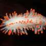 Warming seas could shrink most mollusks by 2100, but some may grow