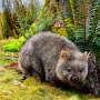 Your house may be a haven for wildlife. It's time we design homes with nature in mind