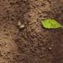 Microbes—dead or alive—can be early indicators of soil health under regenerative farming