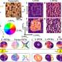 Nanoscale multiferroic materials open the path to efficient magnetic memory technology