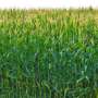 Cover crops could ease the shift from perennial seed to annual crops