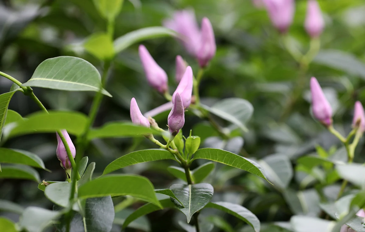 Life and nature in Bogura Medical College’s garden