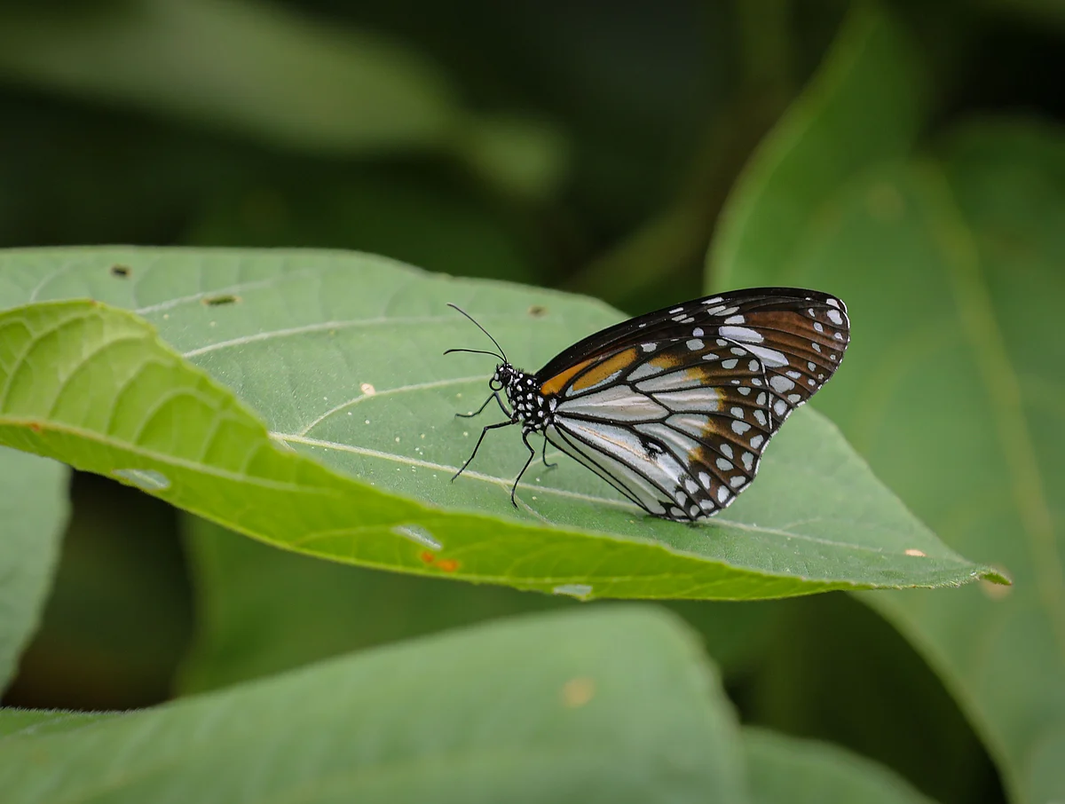 The beauty of nature at Kochikhali in the Sundarbans