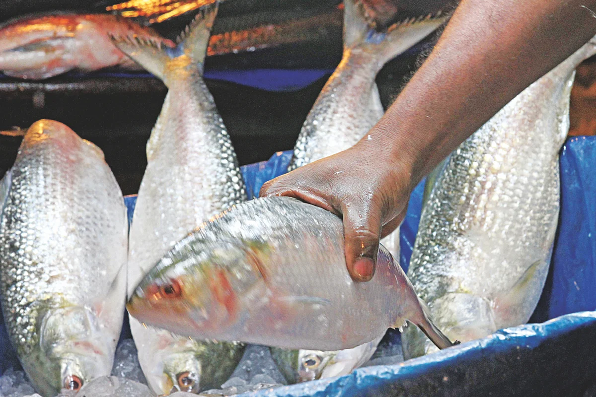 Fishing vessels increase at sea, hilsa catches decline