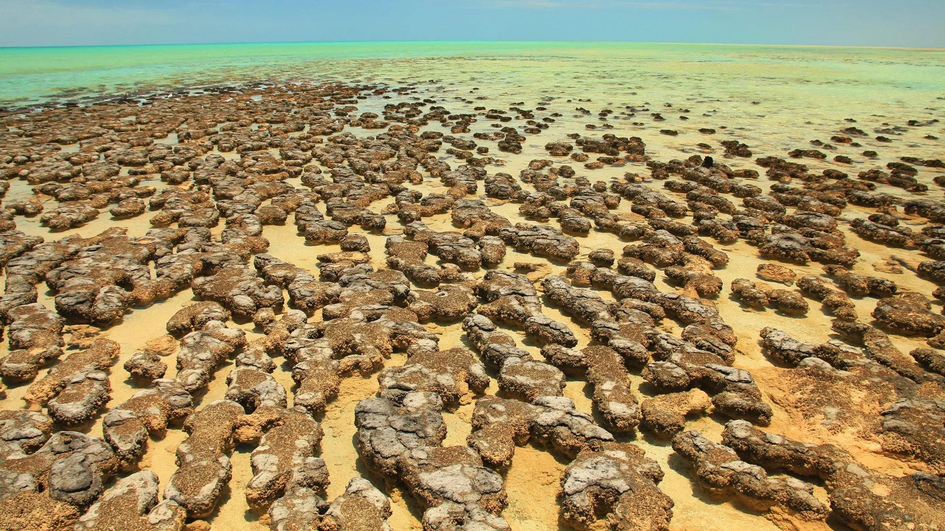 Ancient “living fossils” may reveal how complex life began