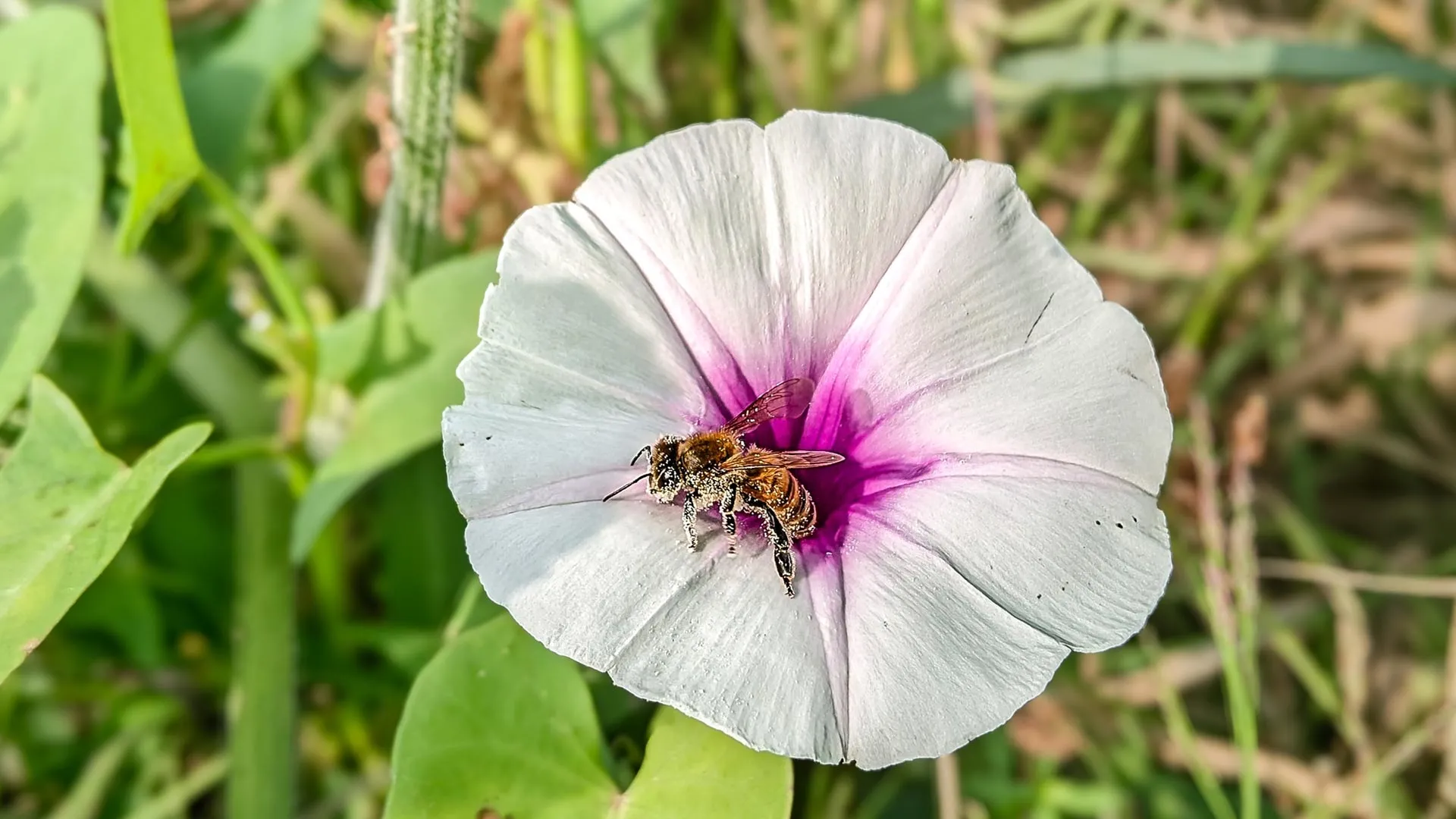Plants may be evolving the wrong traits for a warming world