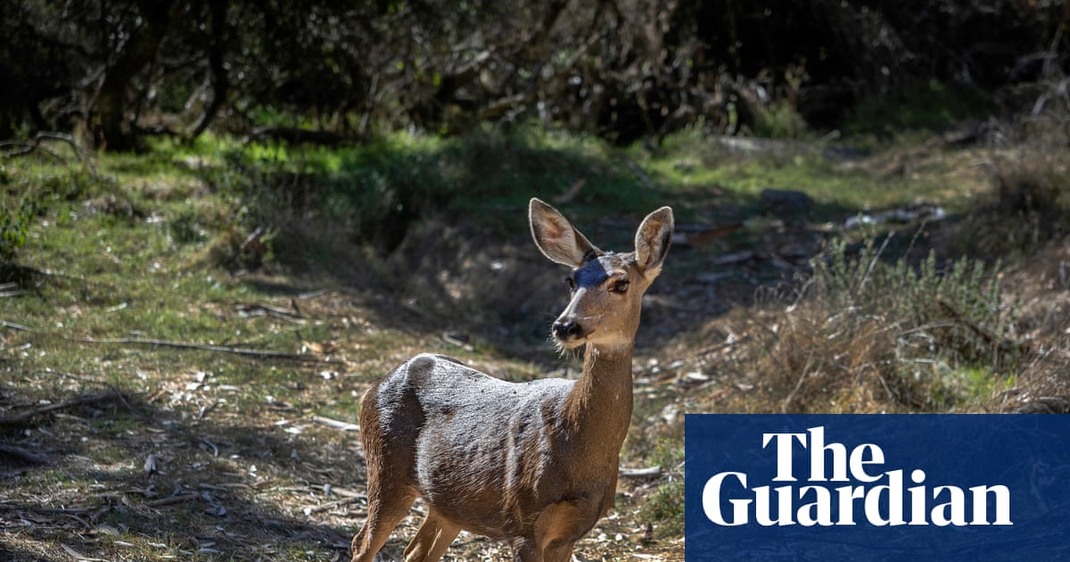 Judge rules 2,000 Catalina Island deer can be killed to save native plant species