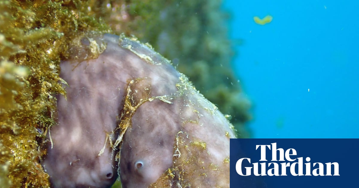 Could this humble sea sponge clean up the world’s ports?