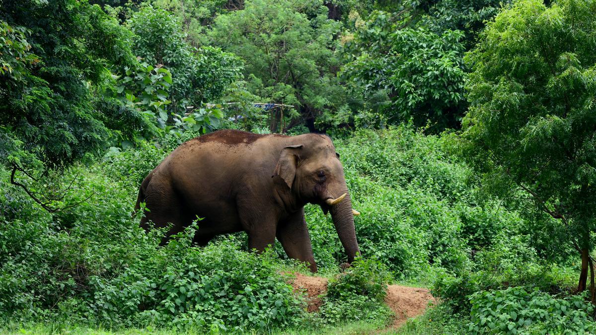 52-year-old woman killed in elephant attack at Attappady in Keralam