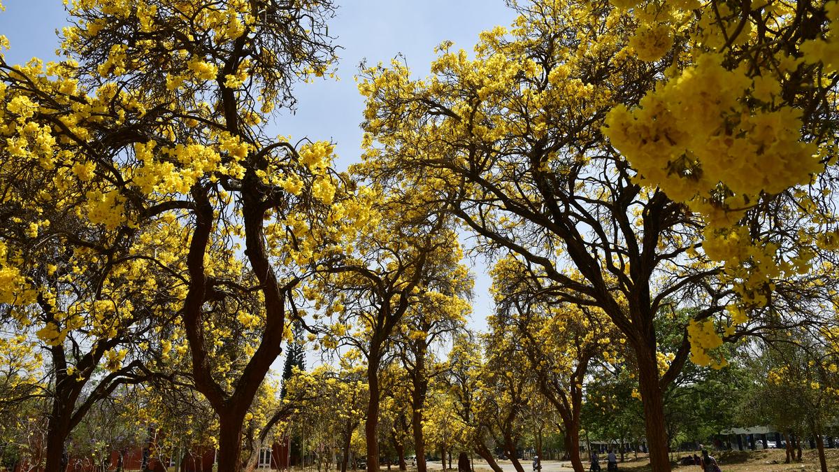 Over 70 tree species among 1,128 marked for felling for Hebbal tunnel project