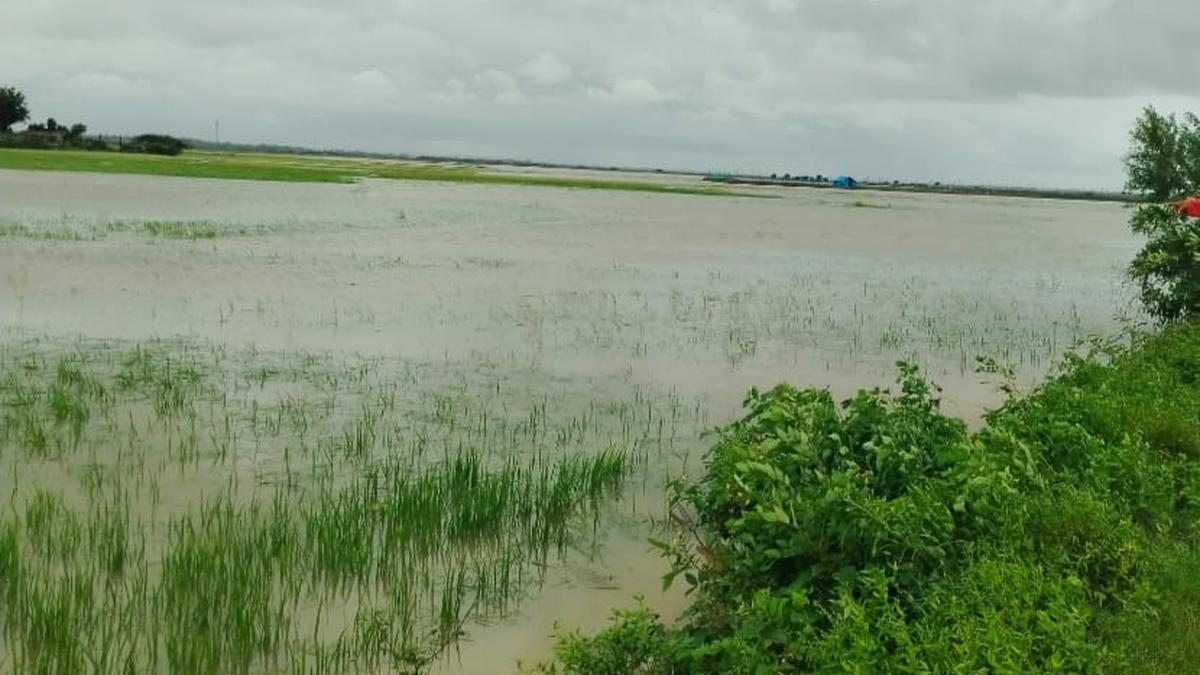 Nagavali swells, 10,000 acres of crops lost as floods hit north Andhra districts