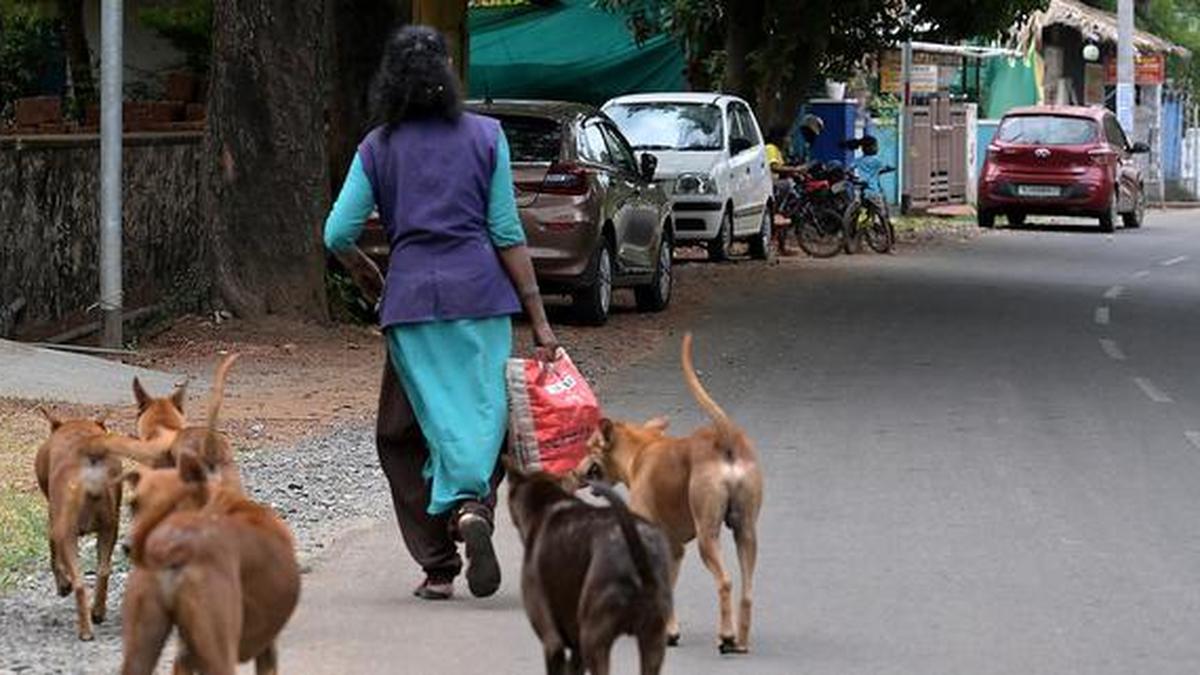 SHRC issues notice to LSGD and Thiruvananthapuram Corporation on stray dog menace