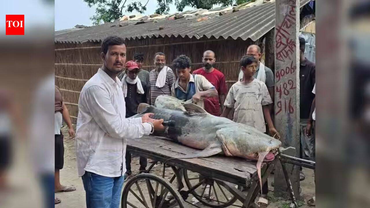 Nepal floods bring 'unusual' fish to Bihar, govt warns people not to eat or sell them