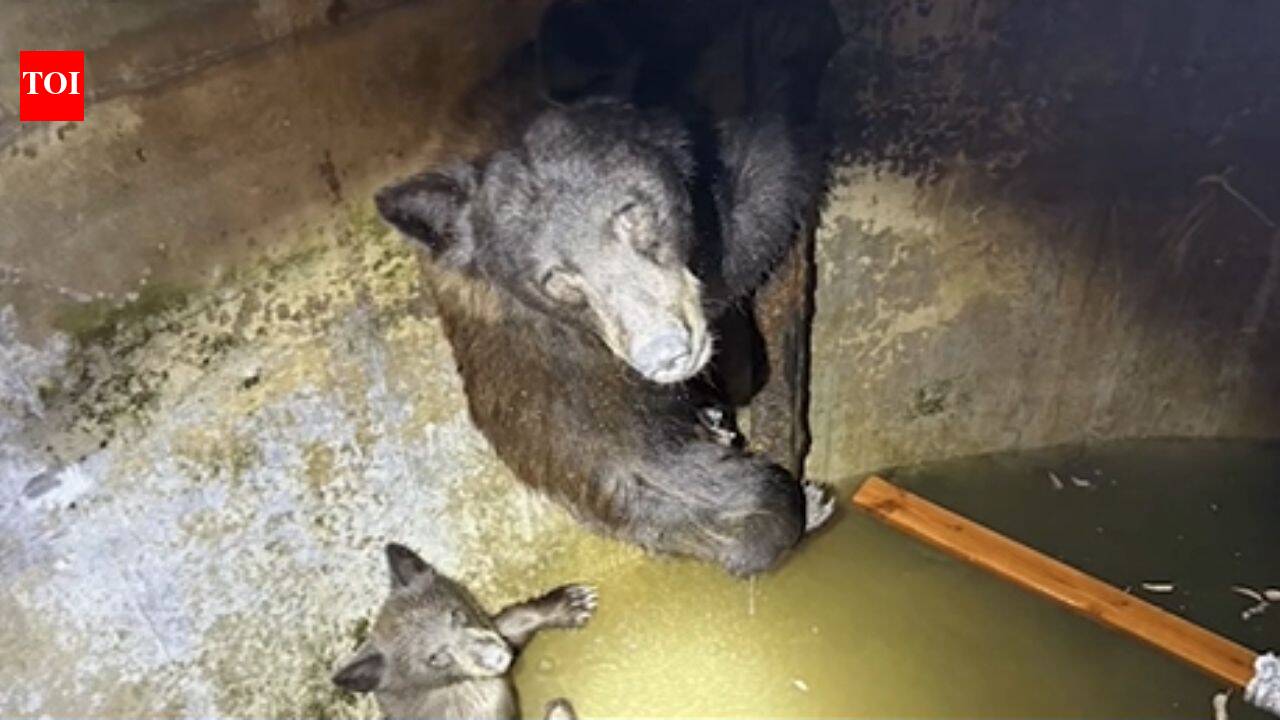 Hikers hear howling from California water tank, find bear family trapped inside