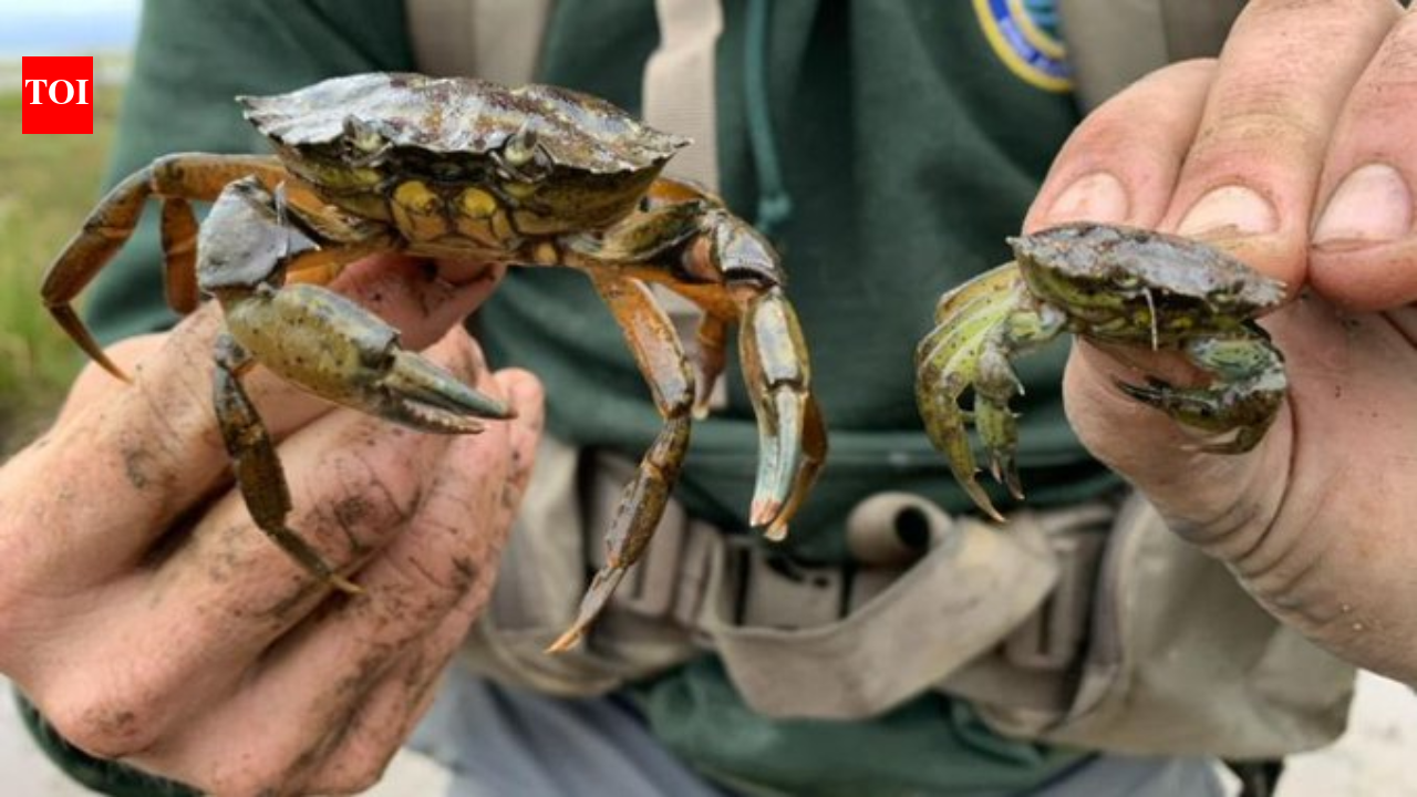 New England is fighting invasive green crabs by putting them on the menu