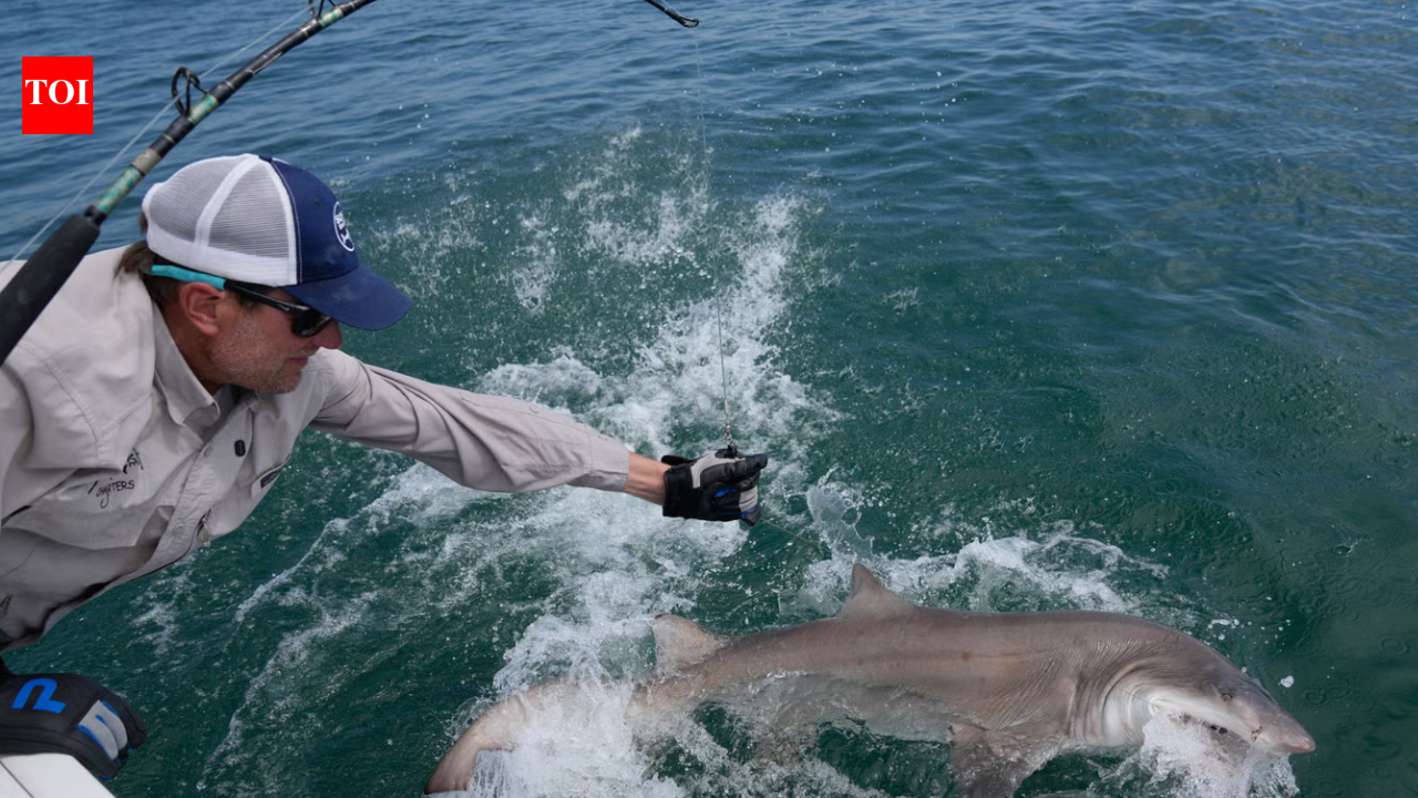 'Jaws' territory is now a great white nursery with 18 young sharks found