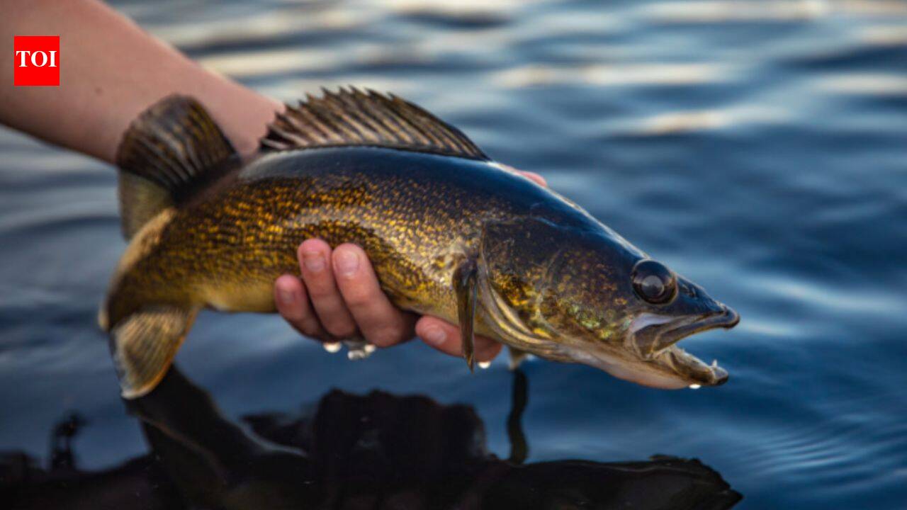 Scientists removed 285,000 fish from Wisconsin lake; yellow perch rose 788%