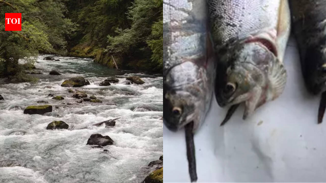 Mount Rainier's fish stocking legacy still affects 35 mountain lakes