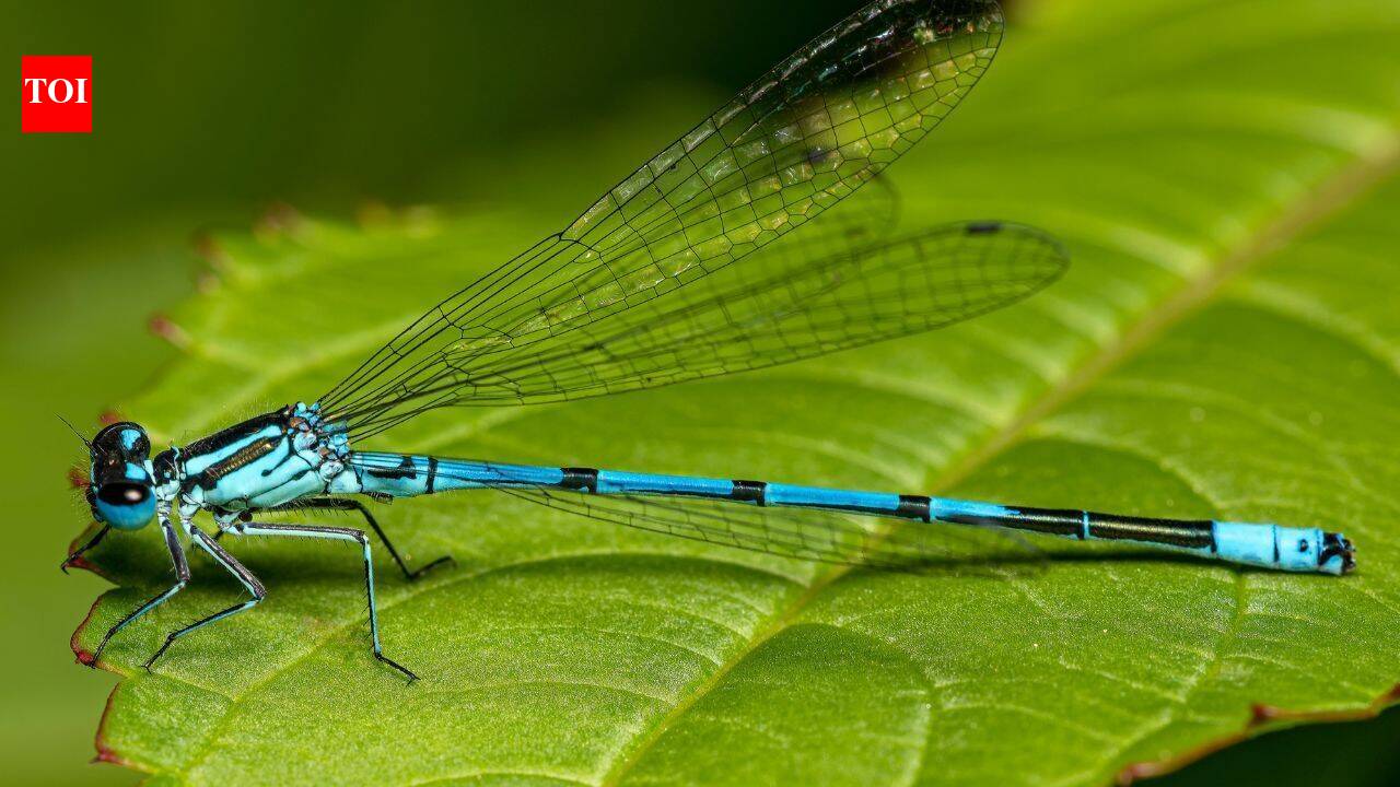 Reclaimed water revived Tucson river; 37 dragonfly species appeared in 4 months
