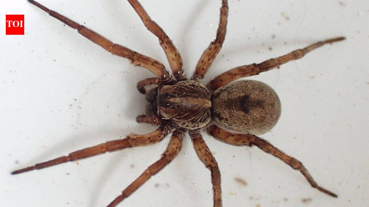 Spiders' stomach contents can reveal which insects and animals are living around them