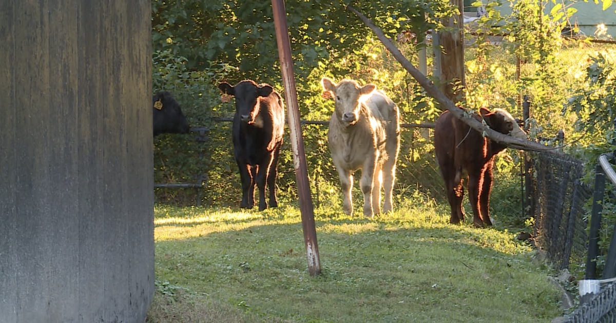 All cattle accounted for after semi-truck crashes, overturns in downtown Kansas City – KSHB 41 Kansas City