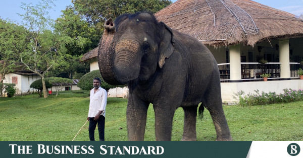 Rashmoni found a safe haven. What about Bangladesh’s other captive elephants? – The Business Standard