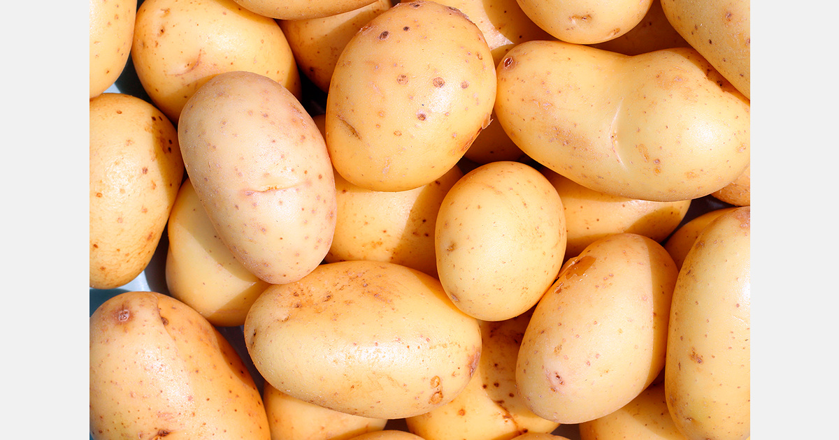Japanese potato growers oppose expanded U.S. imports – FreshPlaza