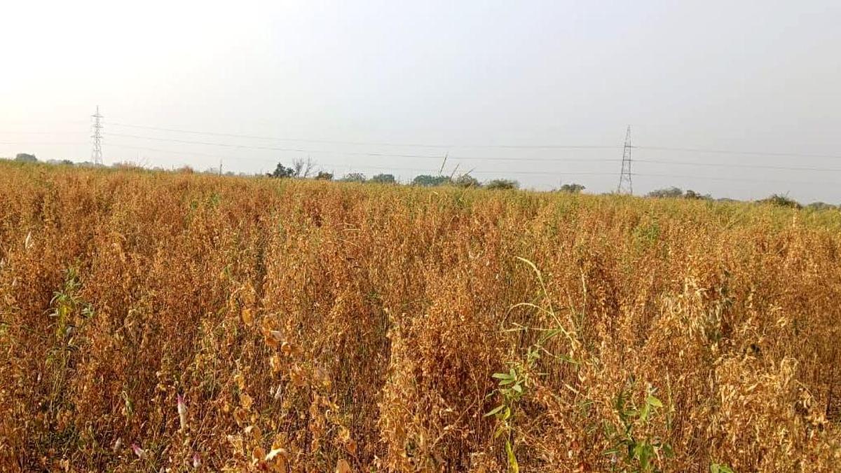 Police raid ganja farm in Belagavi, arrest farmer