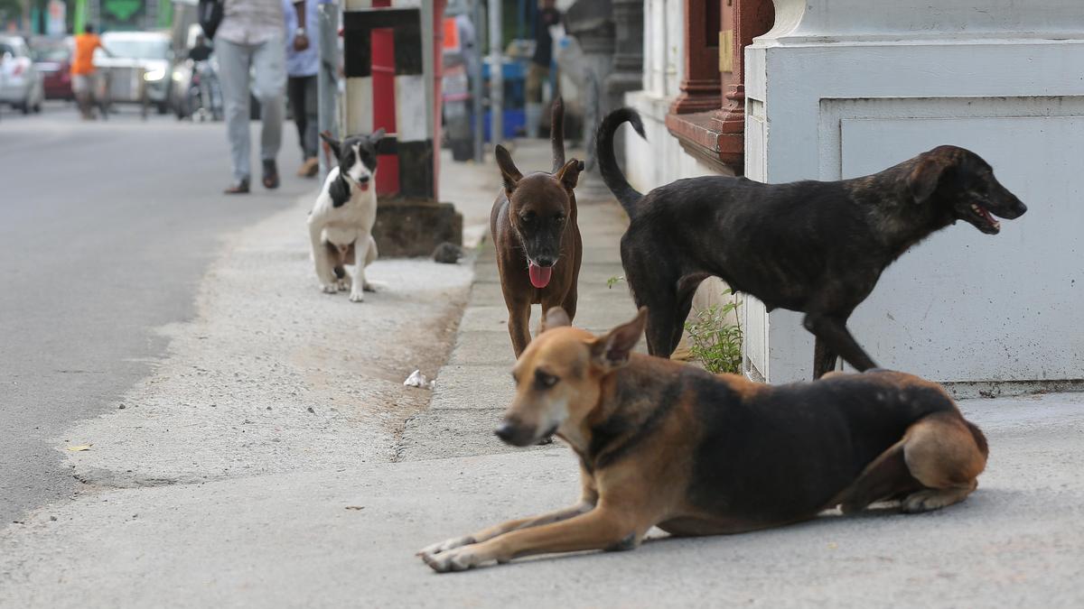 Rabies and the missing deaths: Why do India’s official numbers differ so sharply from estimates? |Explained