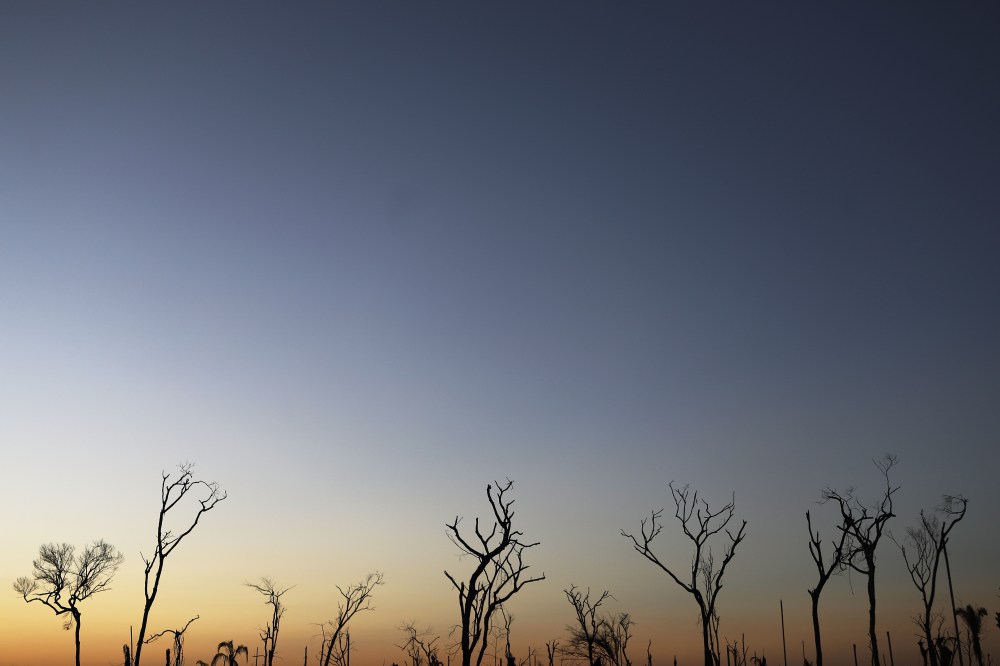 Farm Rio Taps Veritree to GPS Track Its 1 Million Tree Pledge